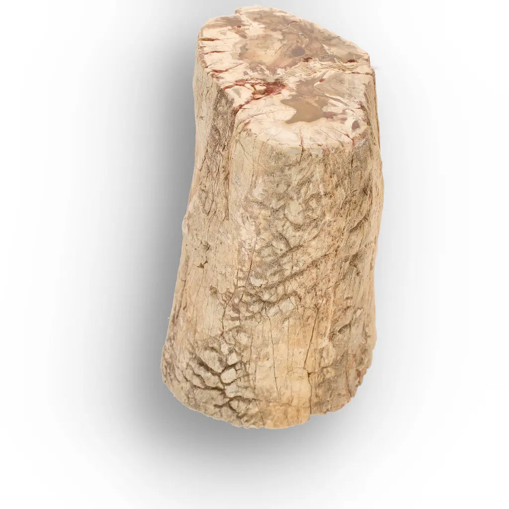Get your Large Petrified Wood Branch Fossil from Ambilobe Madagascar online now or in store at Forever Gems in Franschhoek, South Africa