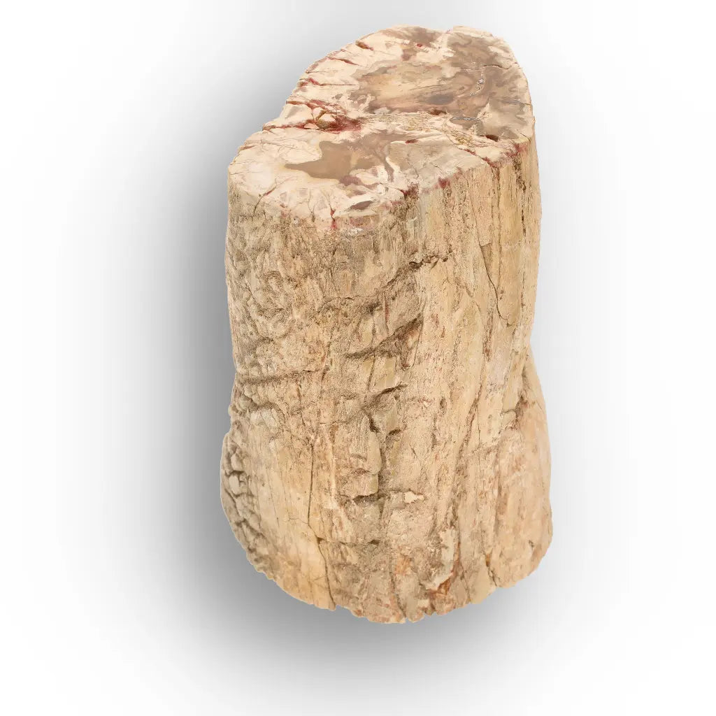 Get your Large Petrified Wood Branch Fossil from Ambilobe Madagascar online now or in store at Forever Gems in Franschhoek, South Africa