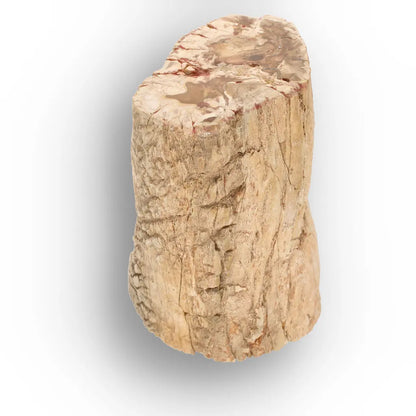 Get your Large Petrified Wood Branch Fossil from Ambilobe Madagascar online now or in store at Forever Gems in Franschhoek, South Africa