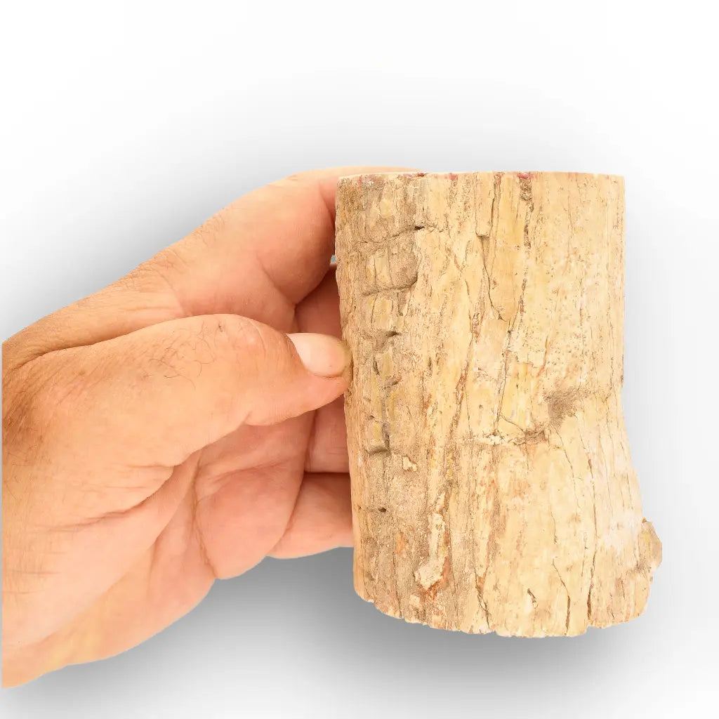 Get your Large Petrified Wood Branch Fossil from Ambilobe Madagascar online now or in store at Forever Gems in Franschhoek, South Africa