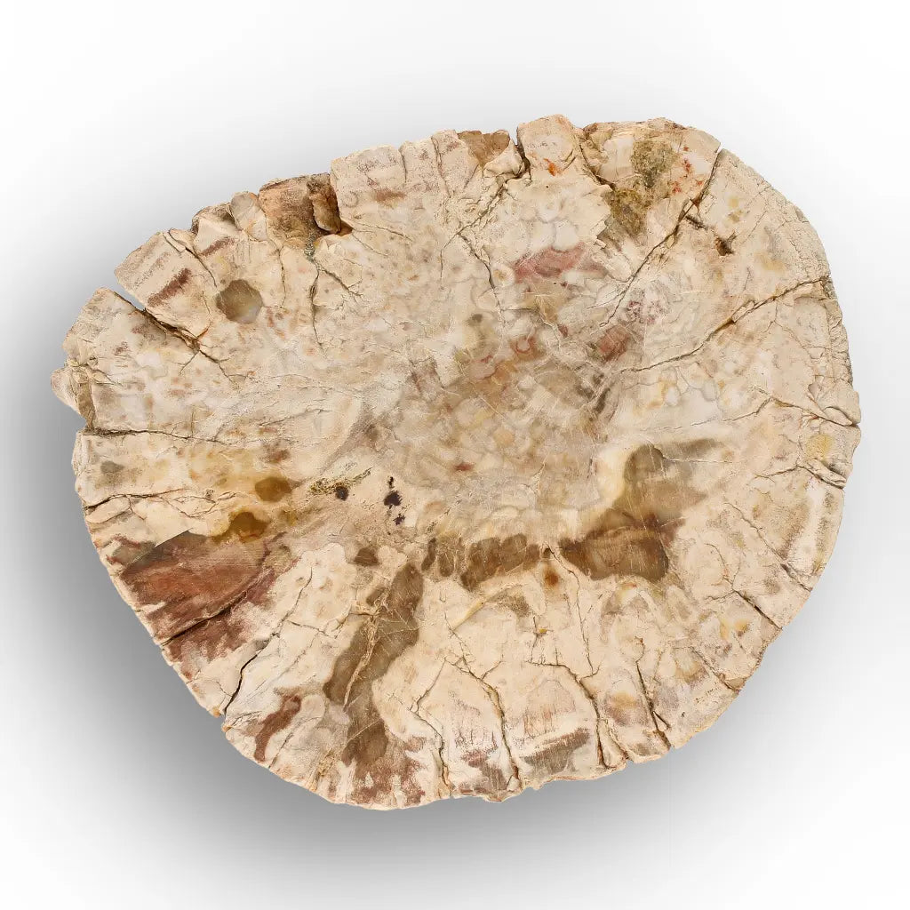 Get your Large Petrified Wood Branch Fossil from Ambilobe Madagascar online now or in store at Forever Gems in Franschhoek, South Africa