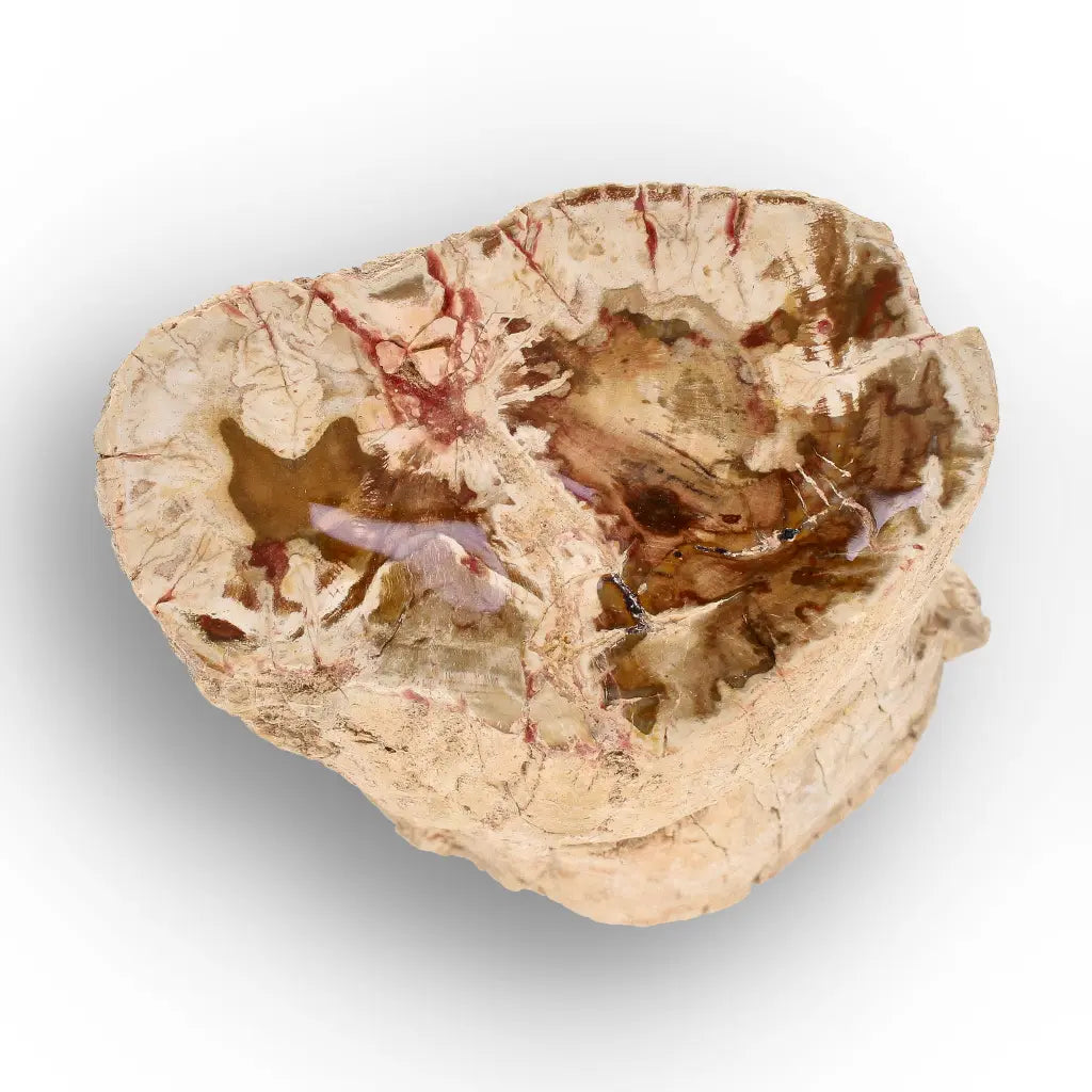 Get your Large Petrified Wood Branch Fossil from Ambilobe Madagascar online now or in store at Forever Gems in Franschhoek, South Africa