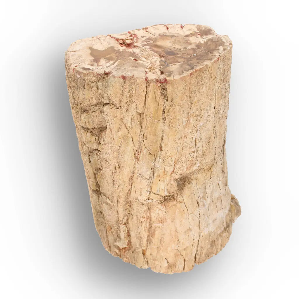 Get your Large Petrified Wood Branch Fossil from Ambilobe Madagascar online now or in store at Forever Gems in Franschhoek, South Africa