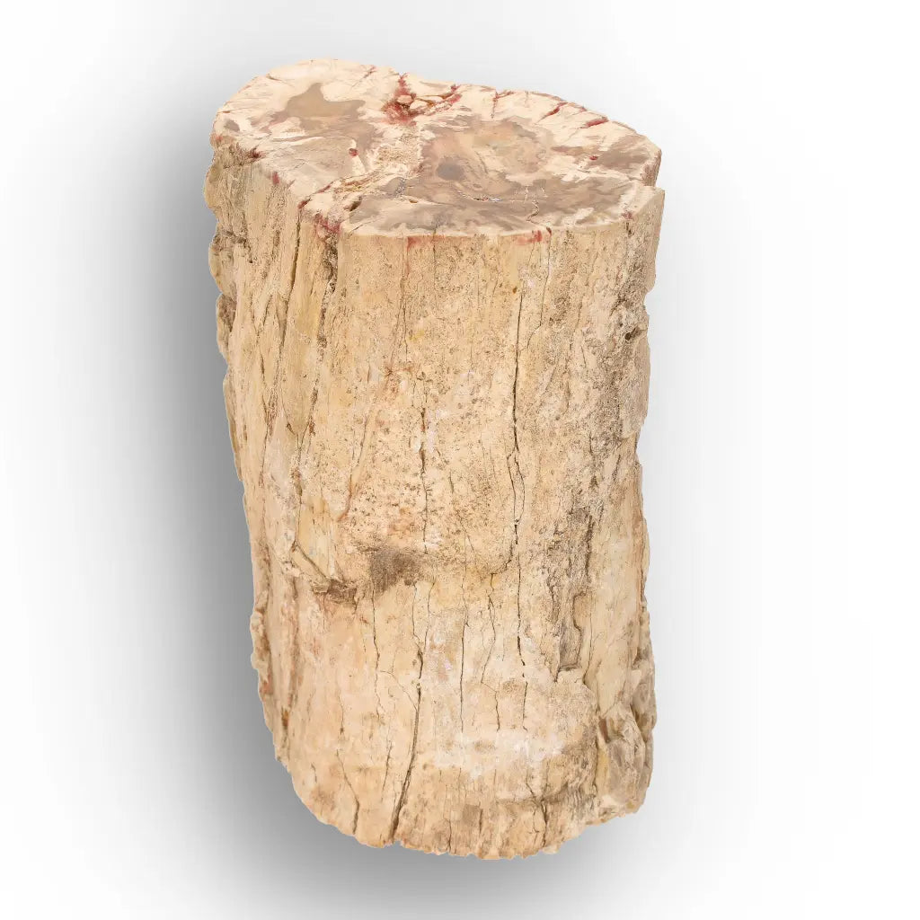Get your Large Petrified Wood Branch Fossil from Ambilobe Madagascar online now or in store at Forever Gems in Franschhoek, South Africa