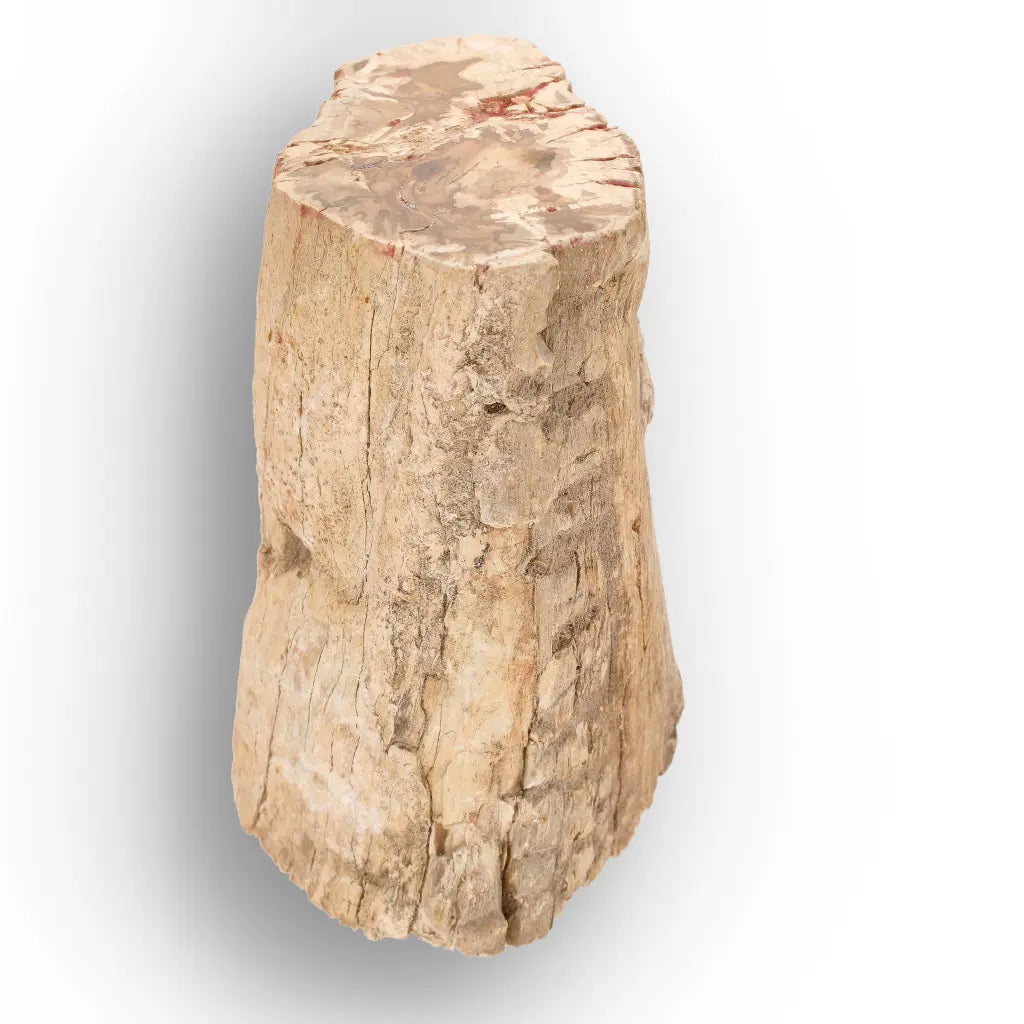 Get your Large Petrified Wood Branch Fossil from Ambilobe Madagascar online now or in store at Forever Gems in Franschhoek, South Africa