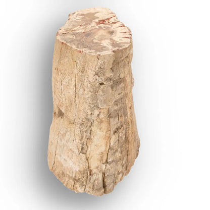Get your Large Petrified Wood Branch Fossil from Ambilobe Madagascar online now or in store at Forever Gems in Franschhoek, South Africa