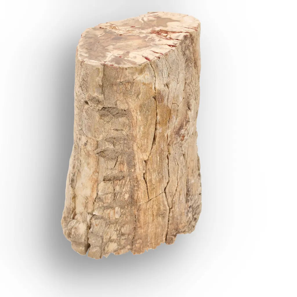 Get your Large Petrified Wood Branch Fossil from Ambilobe Madagascar online now or in store at Forever Gems in Franschhoek, South Africa