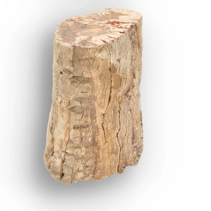 Get your Large Petrified Wood Branch Fossil from Ambilobe Madagascar online now or in store at Forever Gems in Franschhoek, South Africa