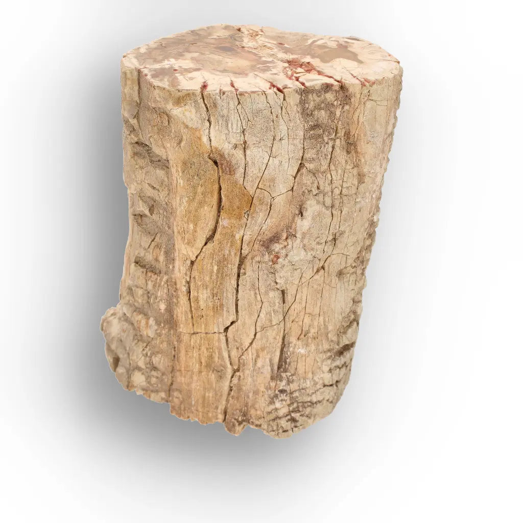 Get your Large Petrified Wood Branch Fossil from Ambilobe Madagascar online now or in store at Forever Gems in Franschhoek, South Africa