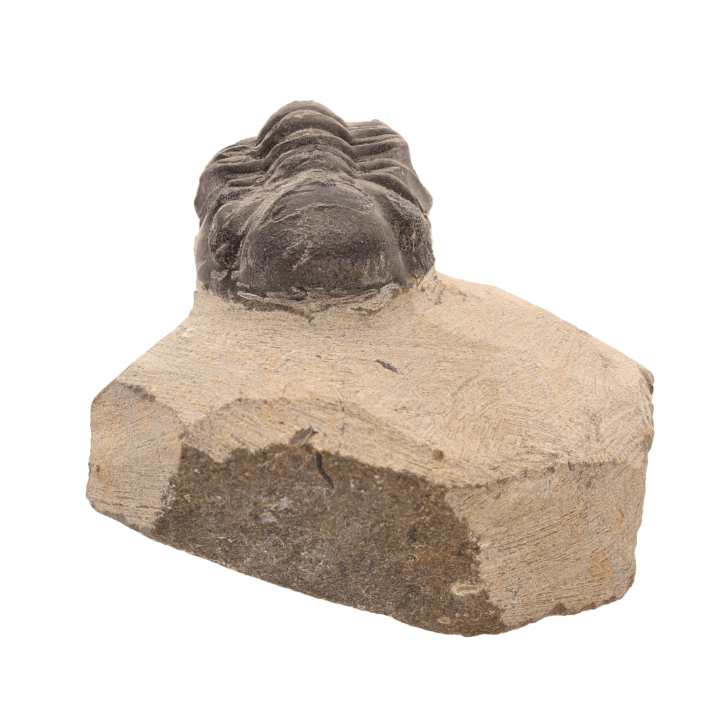 Buy your Ancient Explorer: Devonian Morocops Trilobite from Issoumour online now or in store at Forever Gems in Franschhoek, South Africa