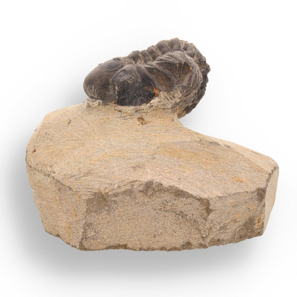 Buy your Ancient Explorer: Devonian Morocops Trilobite from Issoumour online now or in store at Forever Gems in Franschhoek, South Africa