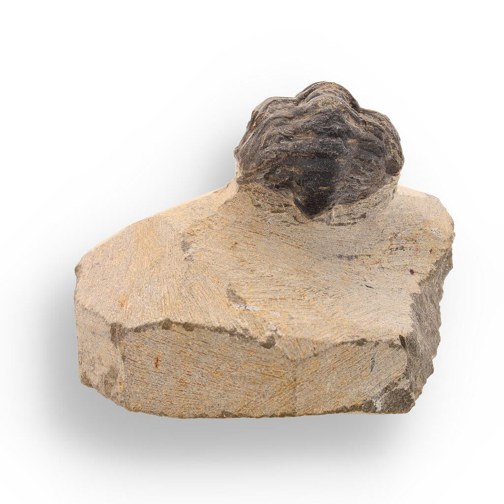 Buy your Ancient Explorer: Devonian Morocops Trilobite from Issoumour online now or in store at Forever Gems in Franschhoek, South Africa