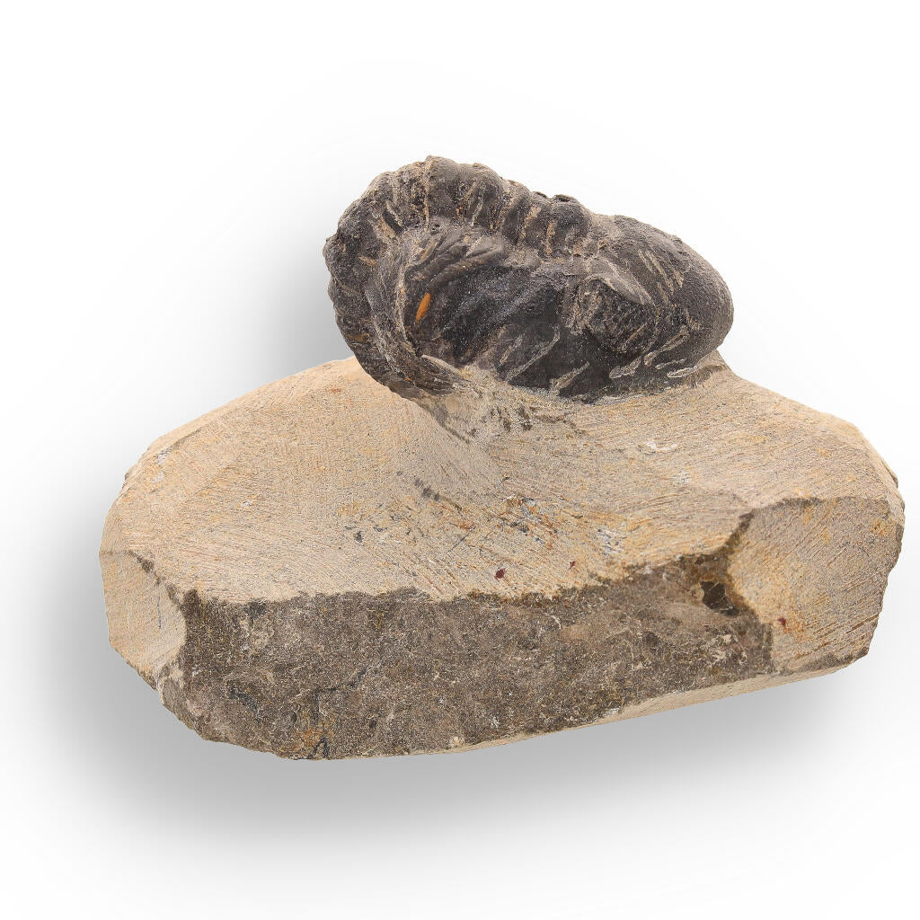 Buy your Ancient Explorer: Devonian Morocops Trilobite from Issoumour online now or in store at Forever Gems in Franschhoek, South Africa