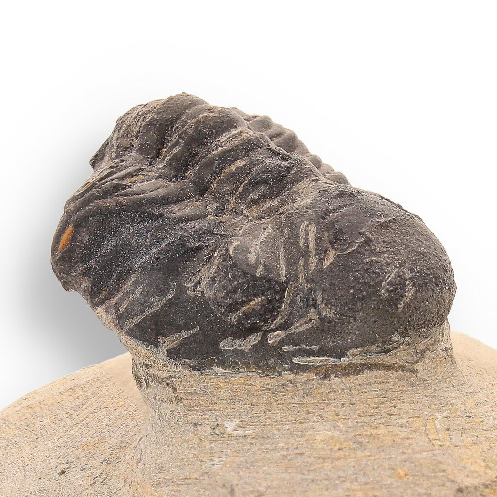 Buy your Ancient Explorer: Devonian Morocops Trilobite from Issoumour online now or in store at Forever Gems in Franschhoek, South Africa