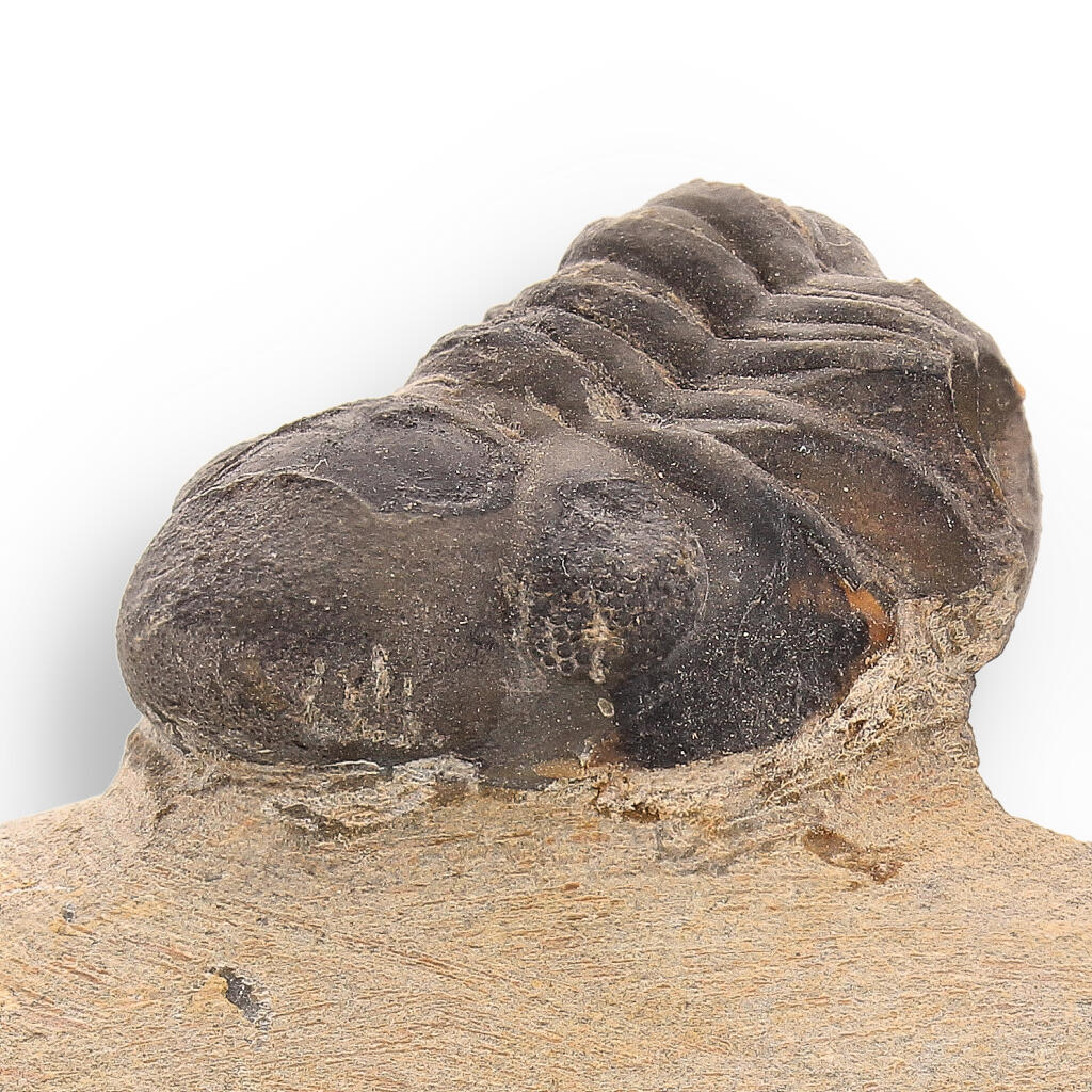 Buy your Ancient Explorer: Devonian Morocops Trilobite from Issoumour online now or in store at Forever Gems in Franschhoek, South Africa