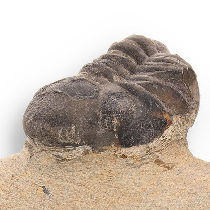 Buy your Ancient Explorer: Devonian Morocops Trilobite from Issoumour online now or in store at Forever Gems in Franschhoek, South Africa