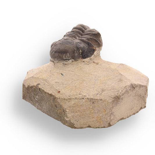 Buy your Ancient Explorer: Devonian Morocops Trilobite from Issoumour online now or in store at Forever Gems in Franschhoek, South Africa