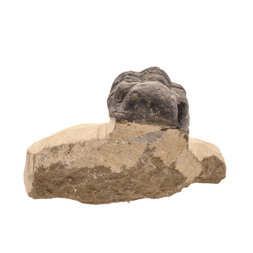 Buy your Prehistoric Perfection: Genuine Moroccan Morocops Trilobite online now or in store at Forever Gems in Franschhoek, South Africa