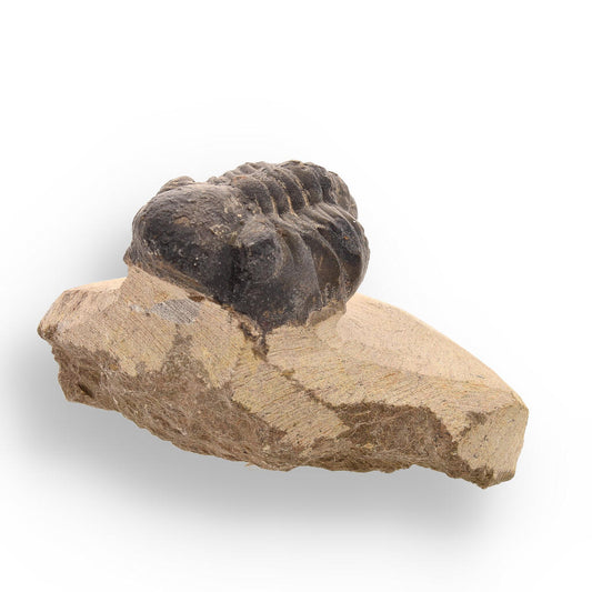 Buy your Prehistoric Perfection: Genuine Moroccan Morocops Trilobite online now or in store at Forever Gems in Franschhoek, South Africa