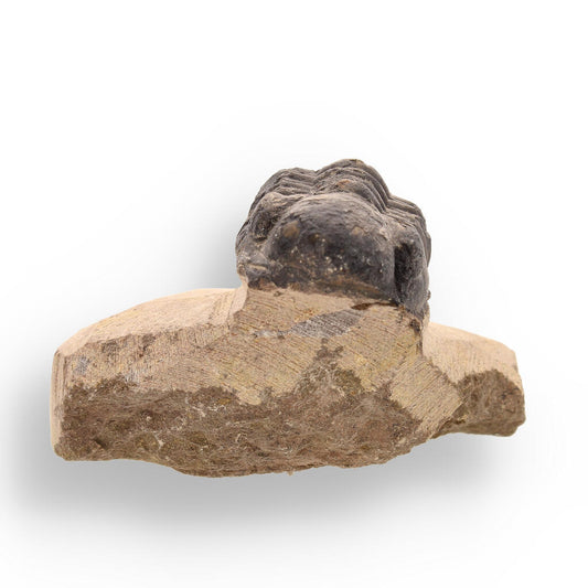 Buy your Prehistoric Perfection: Genuine Moroccan Morocops Trilobite online now or in store at Forever Gems in Franschhoek, South Africa