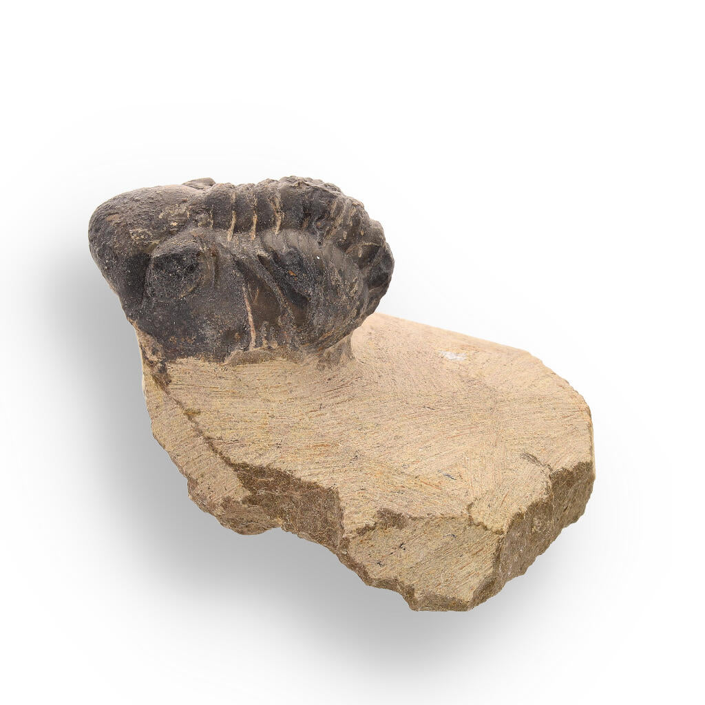 Buy your Prehistoric Perfection: Genuine Moroccan Morocops Trilobite online now or in store at Forever Gems in Franschhoek, South Africa