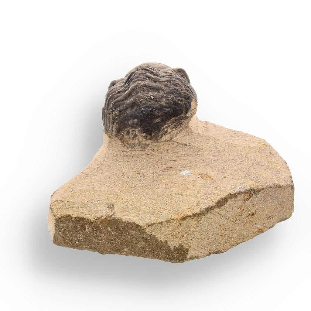 Buy your Prehistoric Perfection: Genuine Moroccan Morocops Trilobite online now or in store at Forever Gems in Franschhoek, South Africa