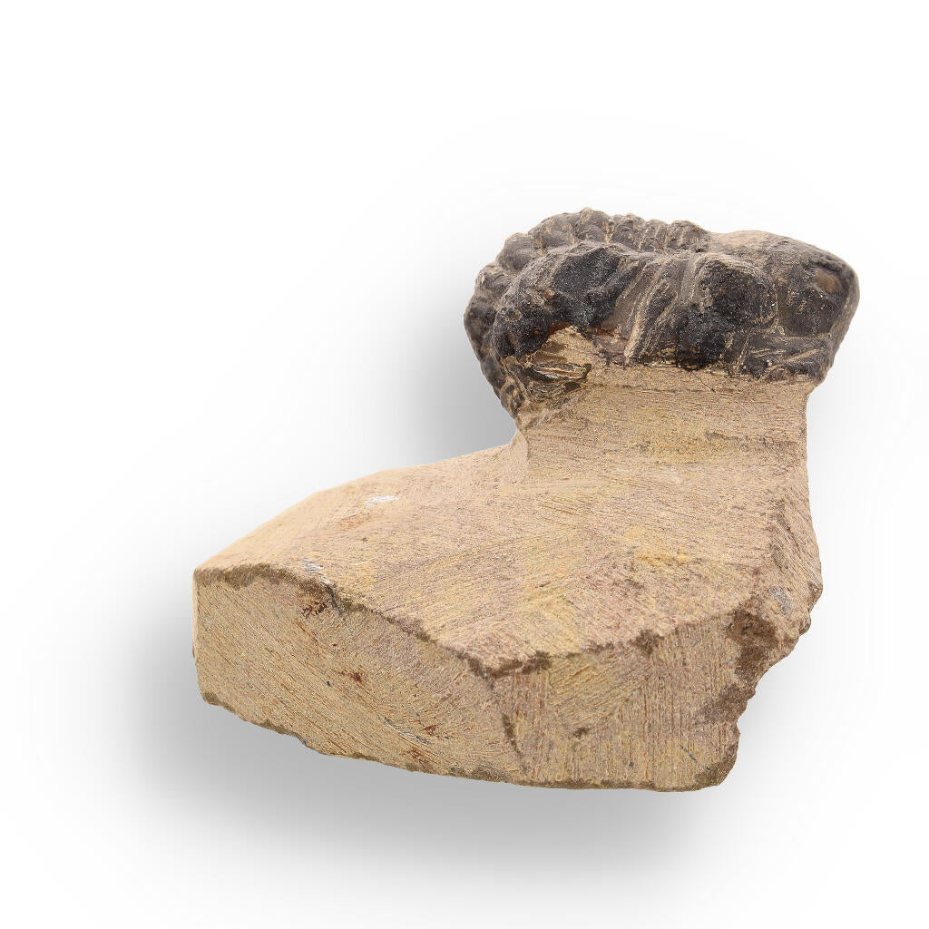 Buy your Prehistoric Perfection: Genuine Moroccan Morocops Trilobite online now or in store at Forever Gems in Franschhoek, South Africa
