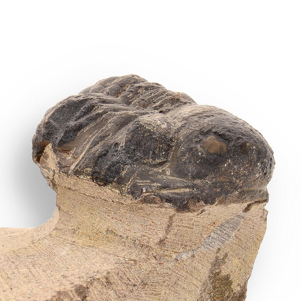 Buy your Prehistoric Perfection: Genuine Moroccan Morocops Trilobite online now or in store at Forever Gems in Franschhoek, South Africa