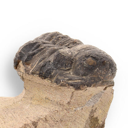 Buy your Prehistoric Perfection: Genuine Moroccan Morocops Trilobite online now or in store at Forever Gems in Franschhoek, South Africa
