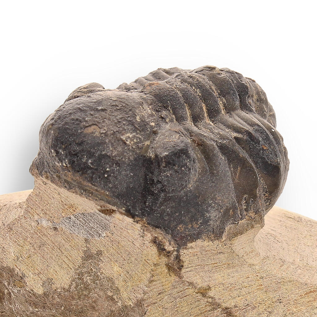 Buy your Prehistoric Perfection: Genuine Moroccan Morocops Trilobite online now or in store at Forever Gems in Franschhoek, South Africa