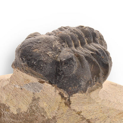 Buy your Prehistoric Perfection: Genuine Moroccan Morocops Trilobite online now or in store at Forever Gems in Franschhoek, South Africa