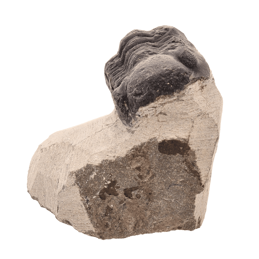 Buy your Trilobite Time Capsule: 400-Million-Year-Old Fossil from Morocco online now or in store at Forever Gems in Franschhoek, South Africa