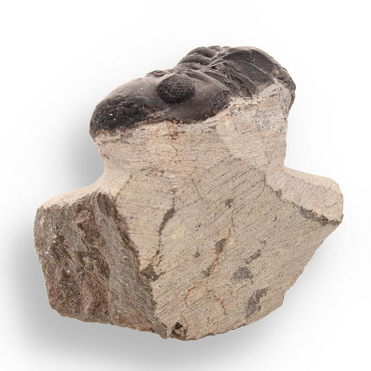Buy your Trilobite Time Capsule: 400-Million-Year-Old Fossil from Morocco online now or in store at Forever Gems in Franschhoek, South Africa
