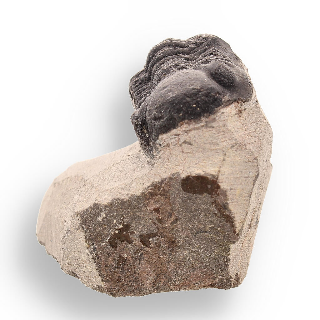 Buy your Trilobite Time Capsule: 400-Million-Year-Old Fossil from Morocco online now or in store at Forever Gems in Franschhoek, South Africa