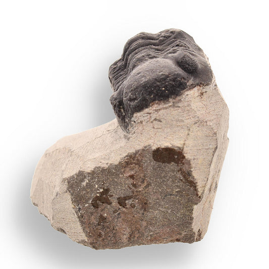 Buy your Trilobite Time Capsule: 400-Million-Year-Old Fossil from Morocco online now or in store at Forever Gems in Franschhoek, South Africa