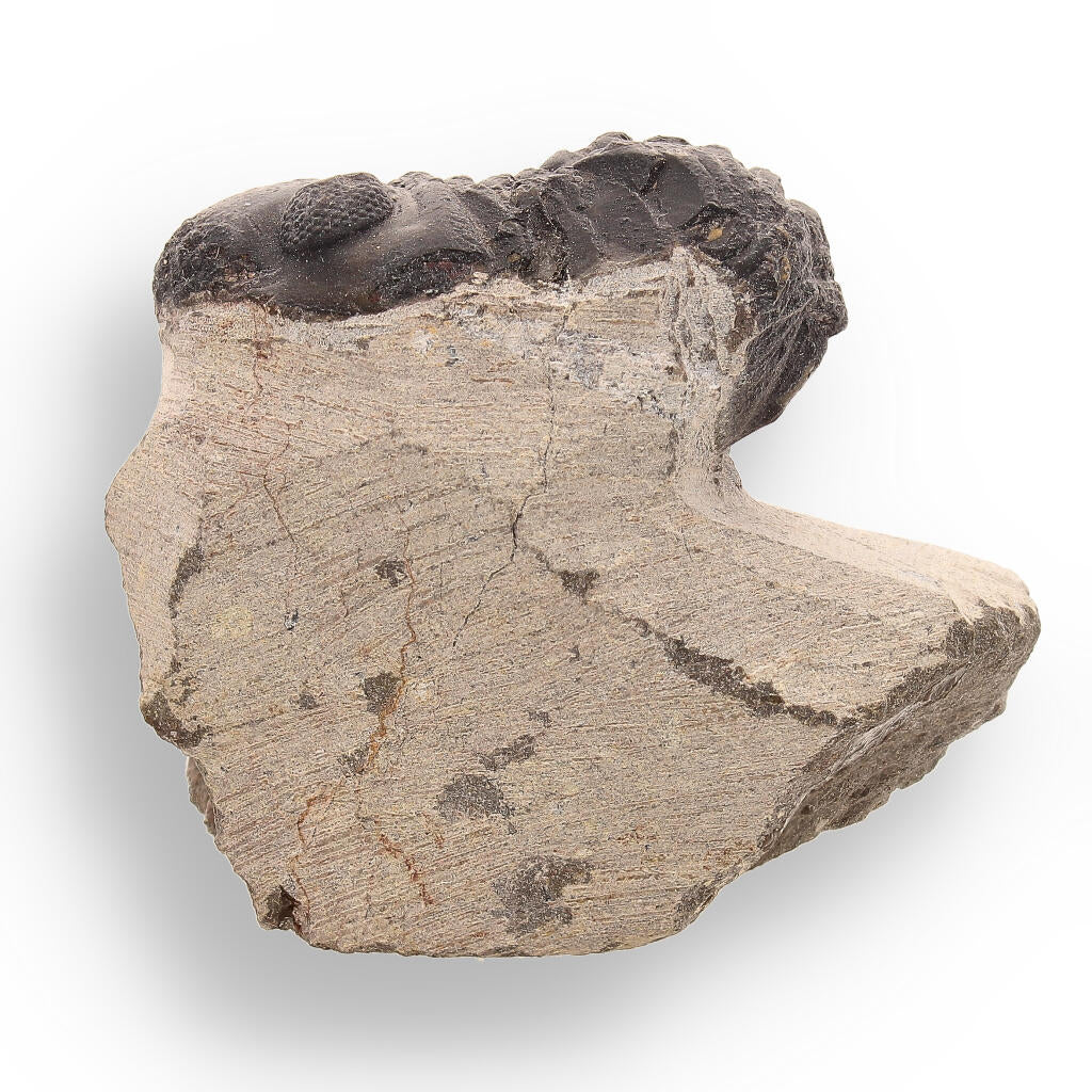 Buy your Trilobite Time Capsule: 400-Million-Year-Old Fossil from Morocco online now or in store at Forever Gems in Franschhoek, South Africa