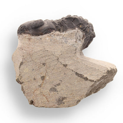 Buy your Trilobite Time Capsule: 400-Million-Year-Old Fossil from Morocco online now or in store at Forever Gems in Franschhoek, South Africa