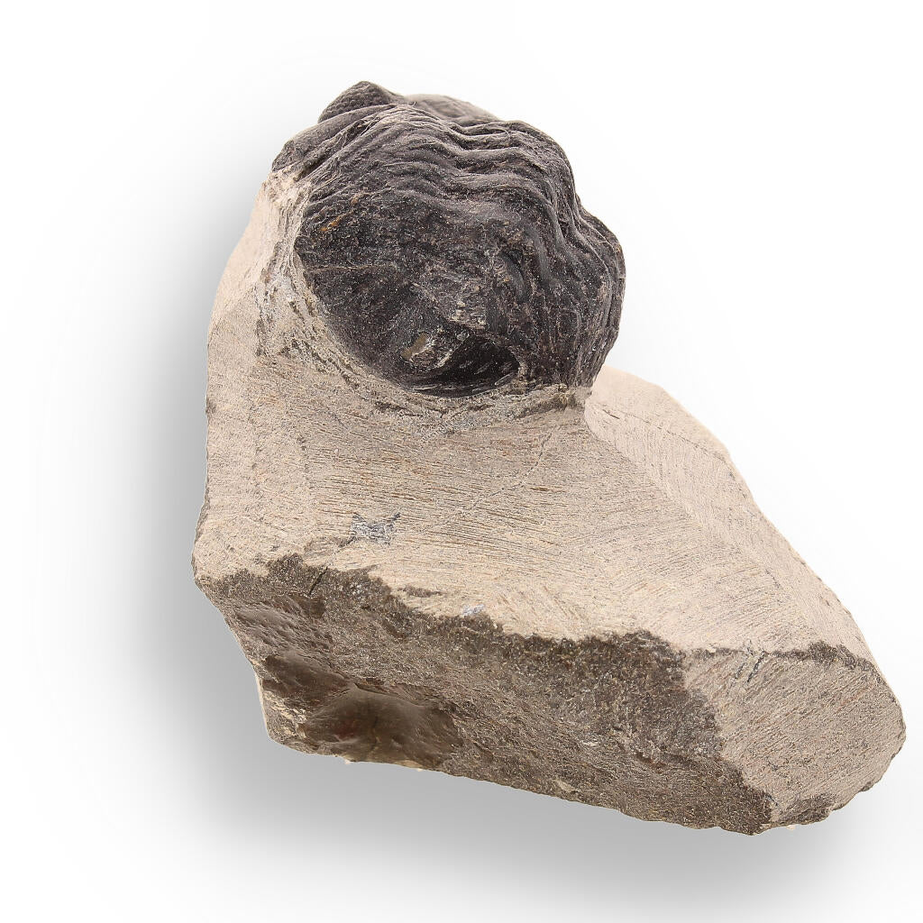 Buy your Trilobite Time Capsule: 400-Million-Year-Old Fossil from Morocco online now or in store at Forever Gems in Franschhoek, South Africa