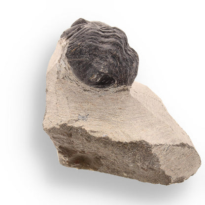 Buy your Trilobite Time Capsule: 400-Million-Year-Old Fossil from Morocco online now or in store at Forever Gems in Franschhoek, South Africa