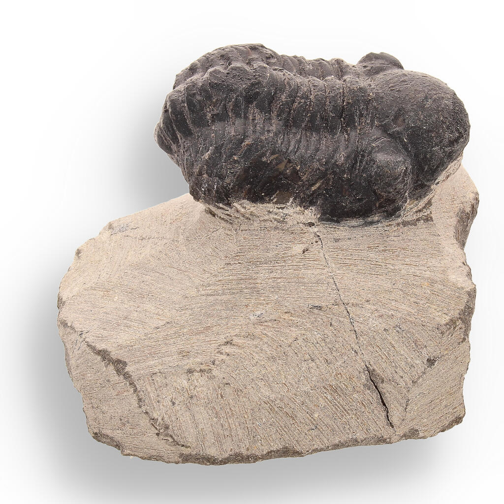 Buy your Trilobite Time Capsule: 400-Million-Year-Old Fossil from Morocco online now or in store at Forever Gems in Franschhoek, South Africa