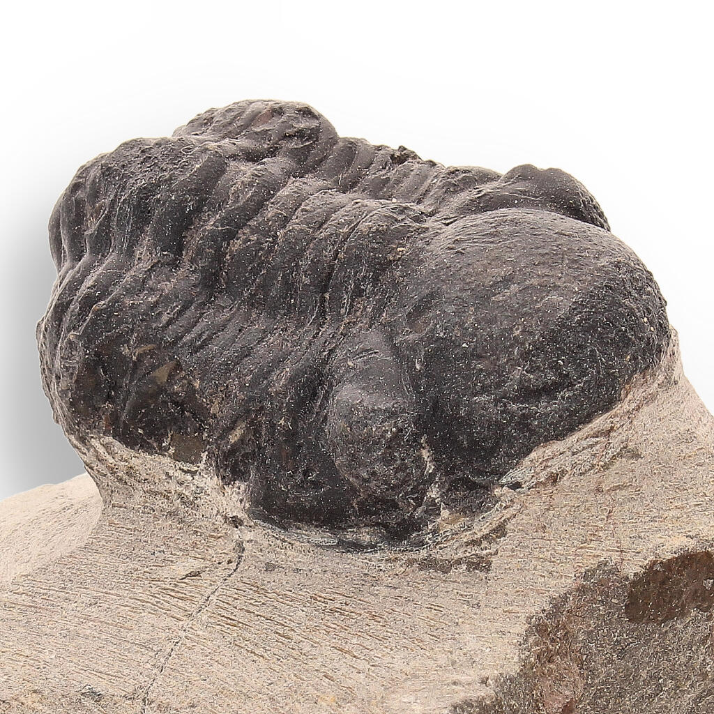Buy your Trilobite Time Capsule: 400-Million-Year-Old Fossil from Morocco online now or in store at Forever Gems in Franschhoek, South Africa