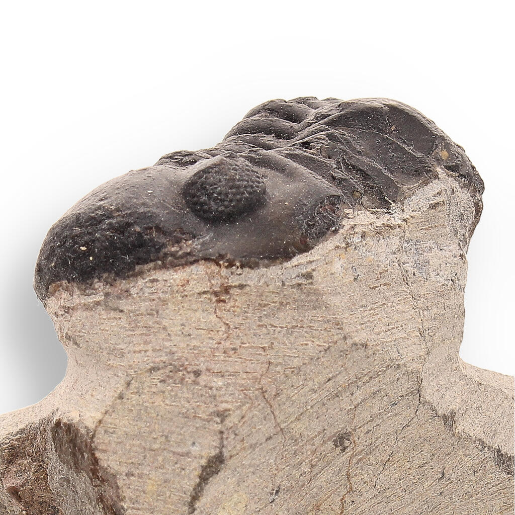 Buy your Trilobite Time Capsule: 400-Million-Year-Old Fossil from Morocco online now or in store at Forever Gems in Franschhoek, South Africa