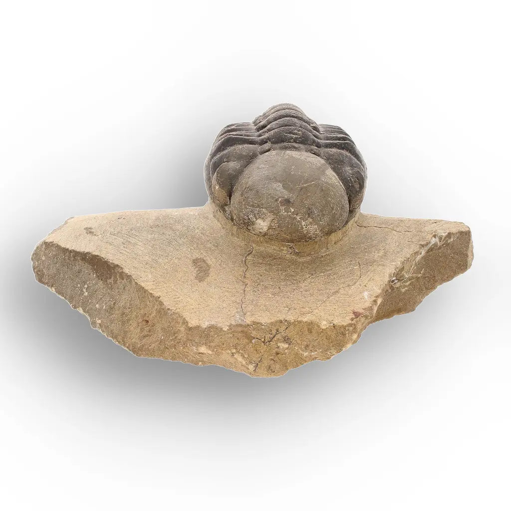 Get your Authentic Morocops Trilobite Fossil – Aferdou El Mrakib, Morocco online now or in store at Forever Gems in Franschhoek, South Africa