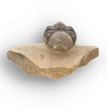 Get your Authentic Morocops Trilobite Fossil – Aferdou El Mrakib, Morocco online now or in store at Forever Gems in Franschhoek, South Africa