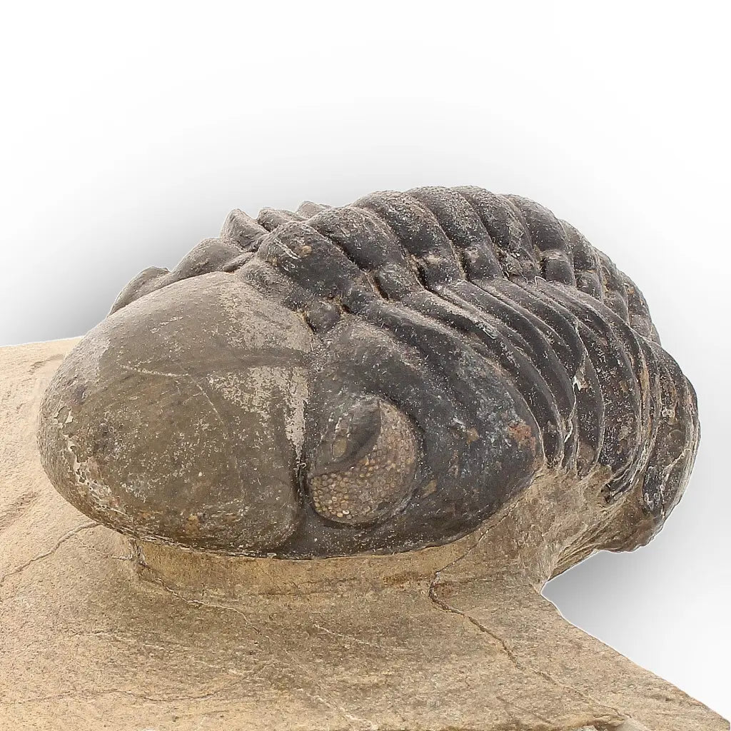 Get your Authentic Morocops Trilobite Fossil – Aferdou El Mrakib, Morocco online now or in store at Forever Gems in Franschhoek, South Africa