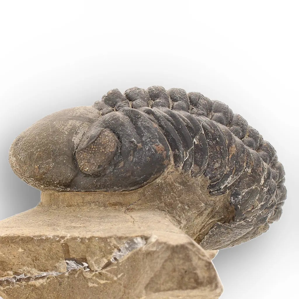 Get your Authentic Morocops Trilobite Fossil – Aferdou El Mrakib, Morocco online now or in store at Forever Gems in Franschhoek, South Africa