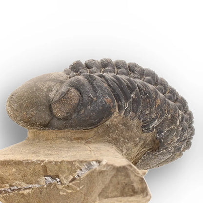 Get your Authentic Morocops Trilobite Fossil – Aferdou El Mrakib, Morocco online now or in store at Forever Gems in Franschhoek, South Africa