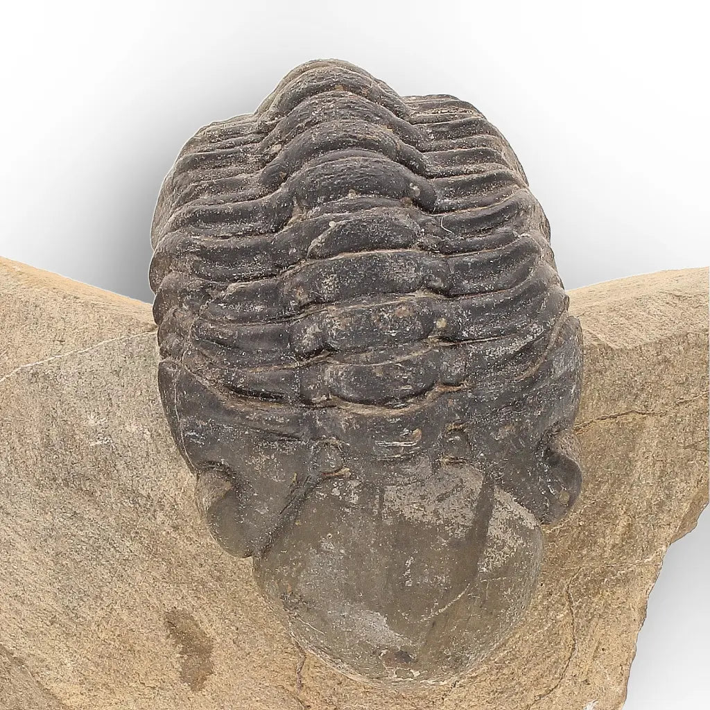 Get your Authentic Morocops Trilobite Fossil – Aferdou El Mrakib, Morocco online now or in store at Forever Gems in Franschhoek, South Africa