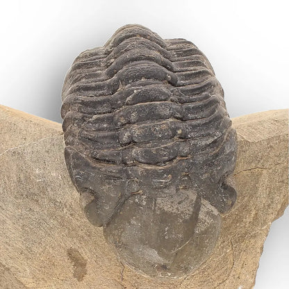 Get your Authentic Morocops Trilobite Fossil – Aferdou El Mrakib, Morocco online now or in store at Forever Gems in Franschhoek, South Africa