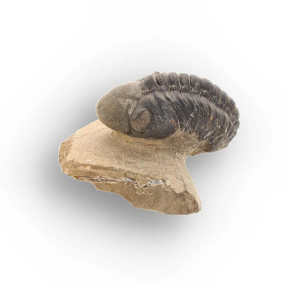 Get your Authentic Morocops Trilobite Fossil – Aferdou El Mrakib, Morocco online now or in store at Forever Gems in Franschhoek, South Africa
